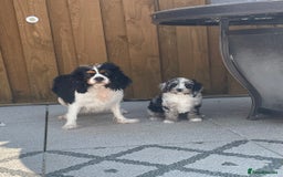 Cavapoo dogs for sale: Beautiful F1 Cavapoo puppies for sale - Image 31