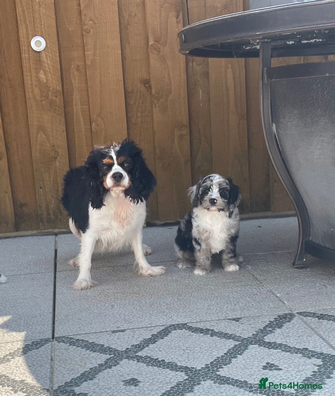 Cavapoo dogs for sale: Beautiful F1 Cavapoo puppies for sale - Image 31
