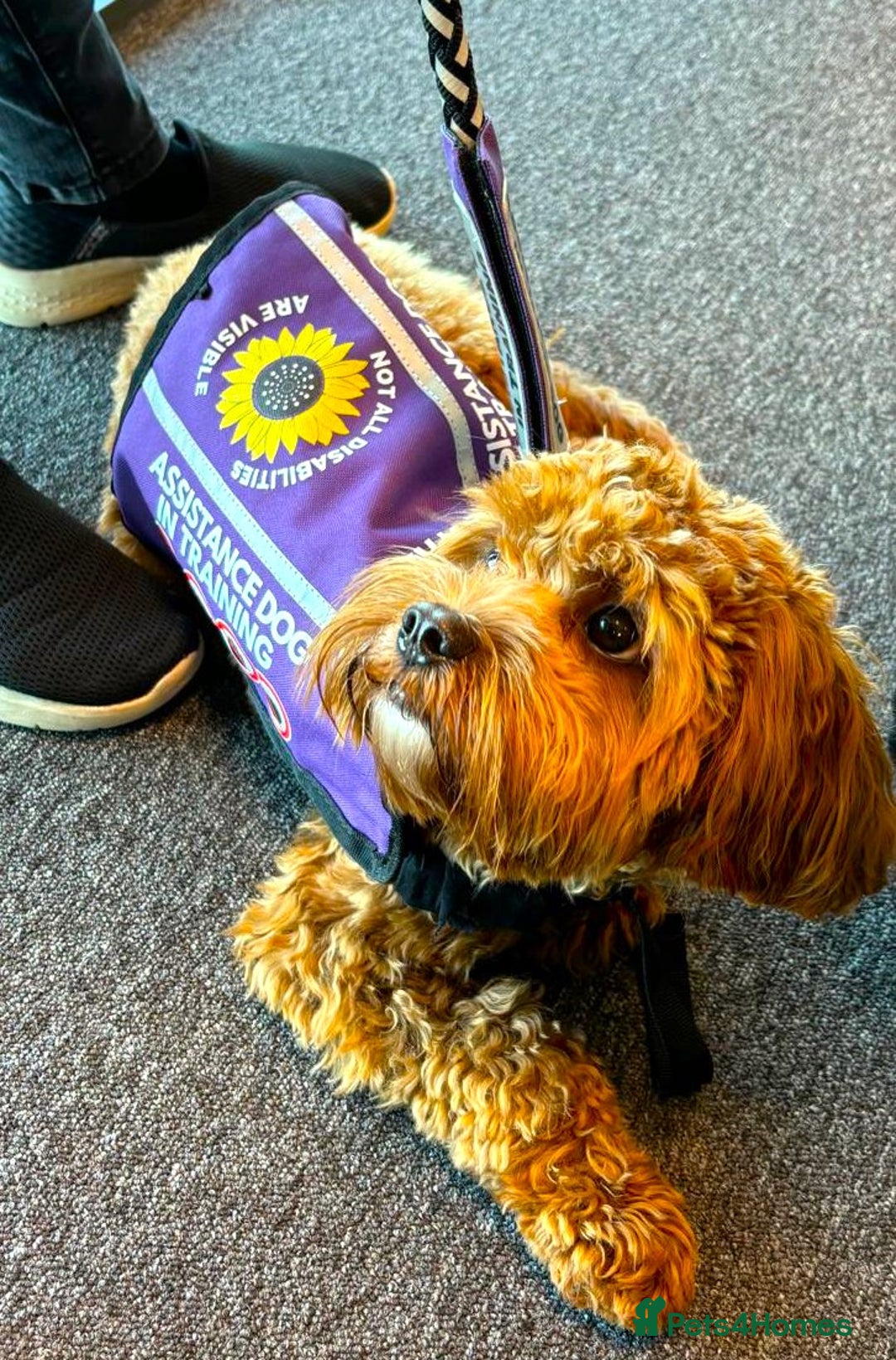 Cavapoo dogs for sale: Welcome to Cotswold Cavapoos - Advert 22