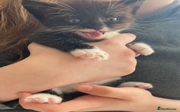 British Shorthair cats for sale: Kittens - Image 14