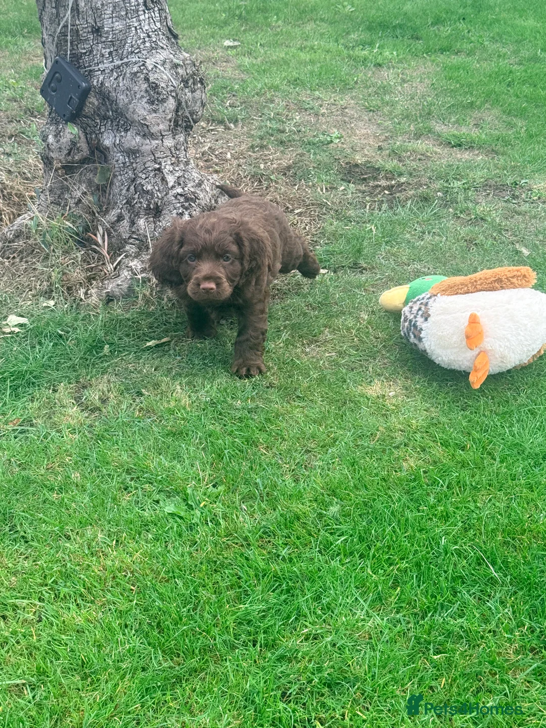 Cocker Spaniel dogs for sale: Amazing cocker spaniels  - Advert 24