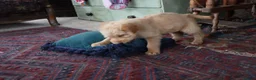 Labradoodle dogs for sale: Beautiful Third-Generation Labradoodle Puppie - Advert 15