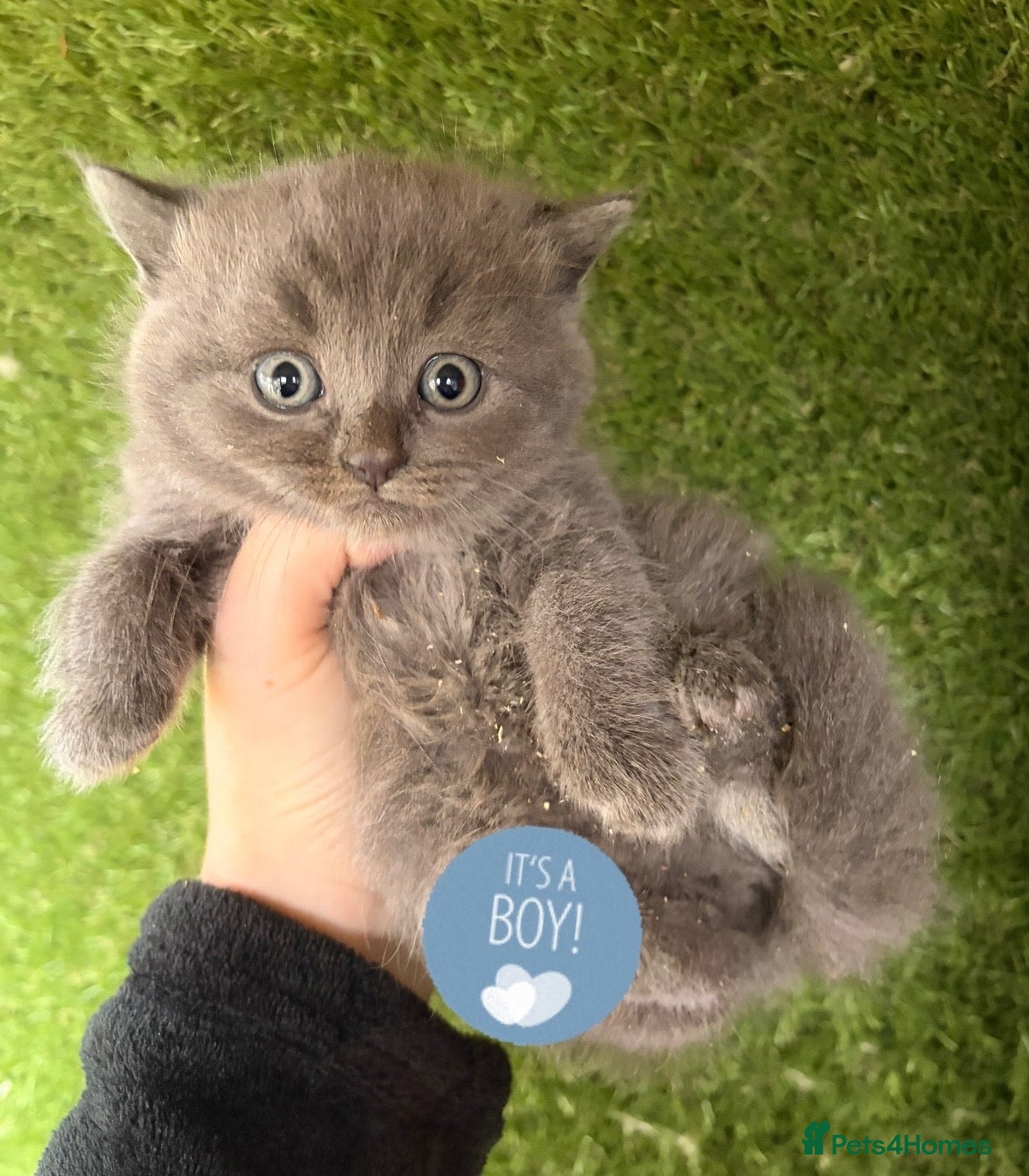 British Shorthair cats British shorthair kittens. - Advert 17