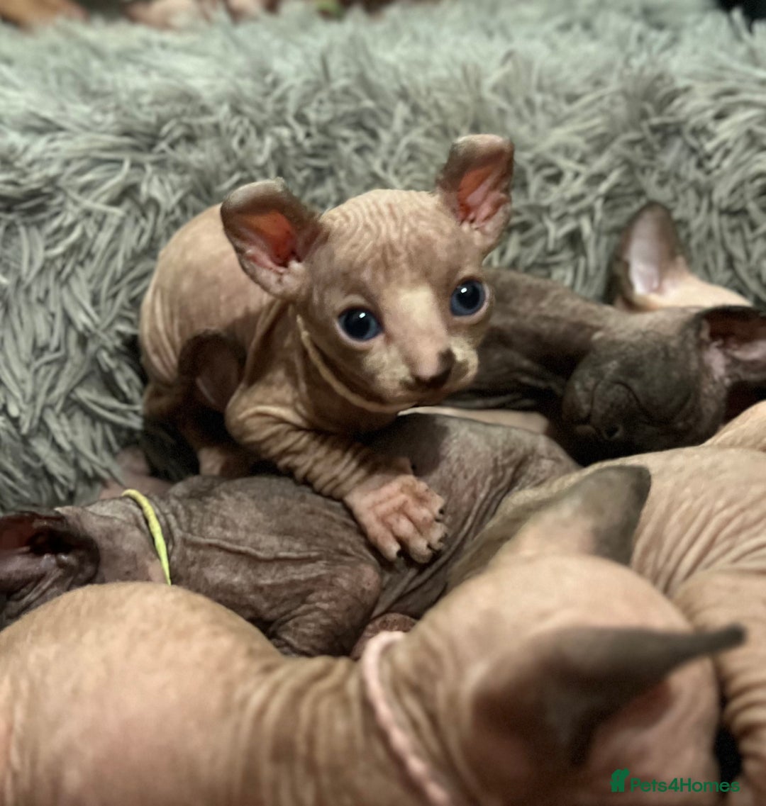 Sphynx cats for sale: Exquisite Sphynx Kittens - Image 7