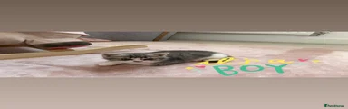 British short hair 
