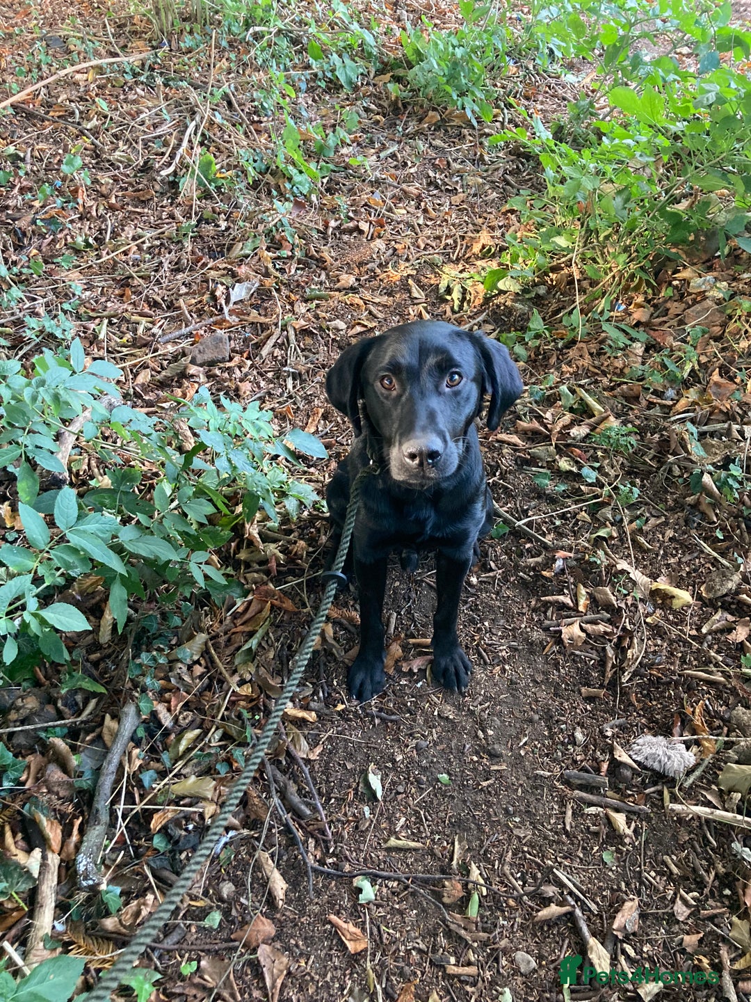 Mixed Breed dogs for sale: Stunning Work Labrador Mix  - Image 12