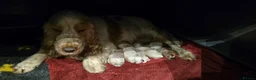 Cocker Spaniel dogs for stud: KC DNA TESTED ORANGE ROAN SHOW COCKER SPANIEL STUD - Advert 14