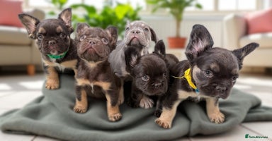 French Bulldog dogs - Advert 3