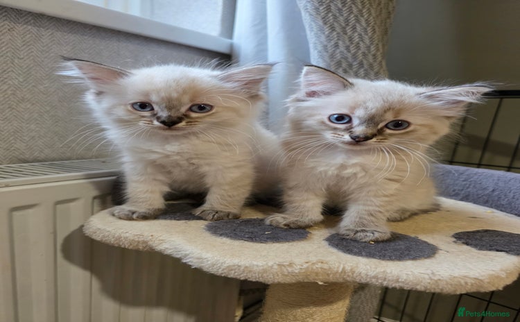 Ragdoll cats - Advert 13