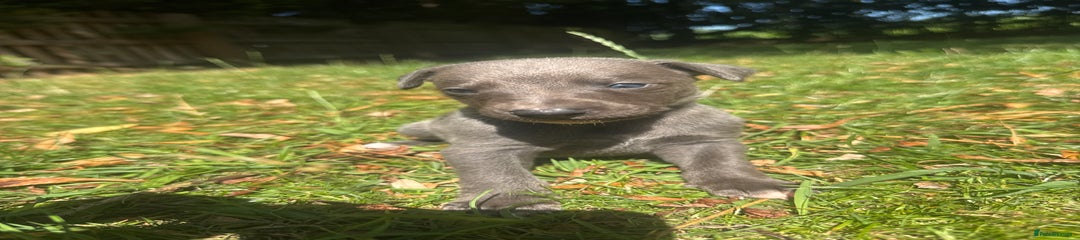 Whippet Puppy 1
