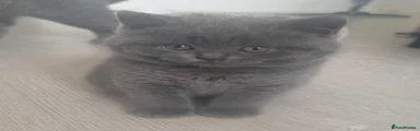 British Shorthair Green collar