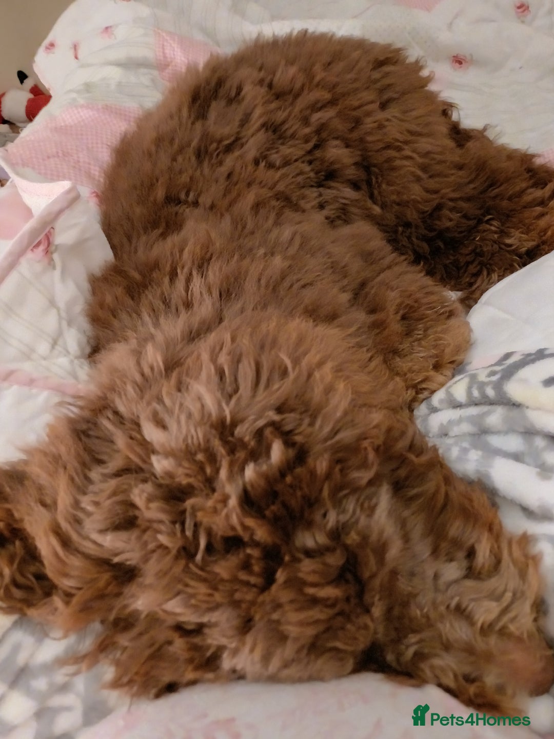 Australian Labradoodle dogs for sale: Australian labradoodle  - Advert 2