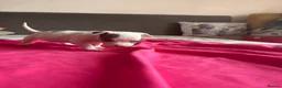 American Bully dogs for sale: Stunning American bully puppies for sale  - Advert 14