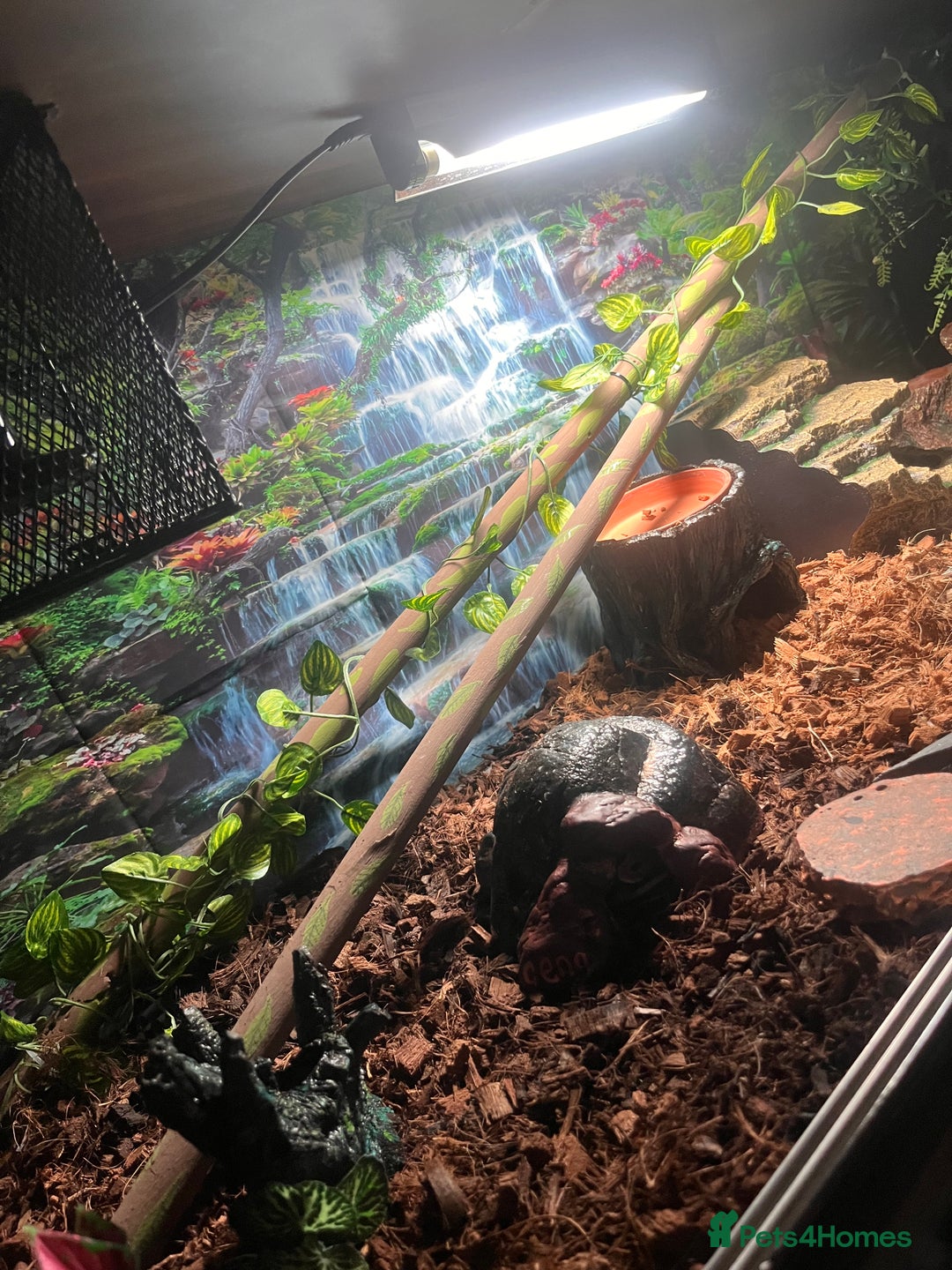 Python Snake reptiles for sale: Very sweet ball python and tank and unit  - Advert 17