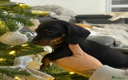 Miniature Dachshund dogs for sale: ✨ READY NOW  KC MINIATURE DACHSHUND PRA CLEAR   - Advert 18