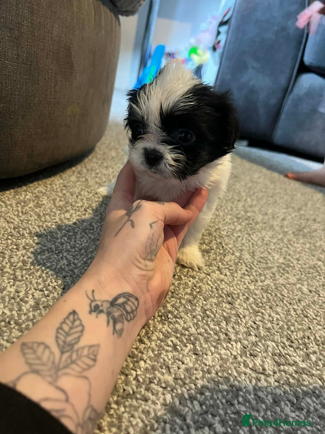 Zuchon dogs for sale: Bichon x Westie x Shih zu  - Advert 24