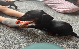 Dachshund dogs for sale: Miniature dachshunds ready now 💗 - Image 22
