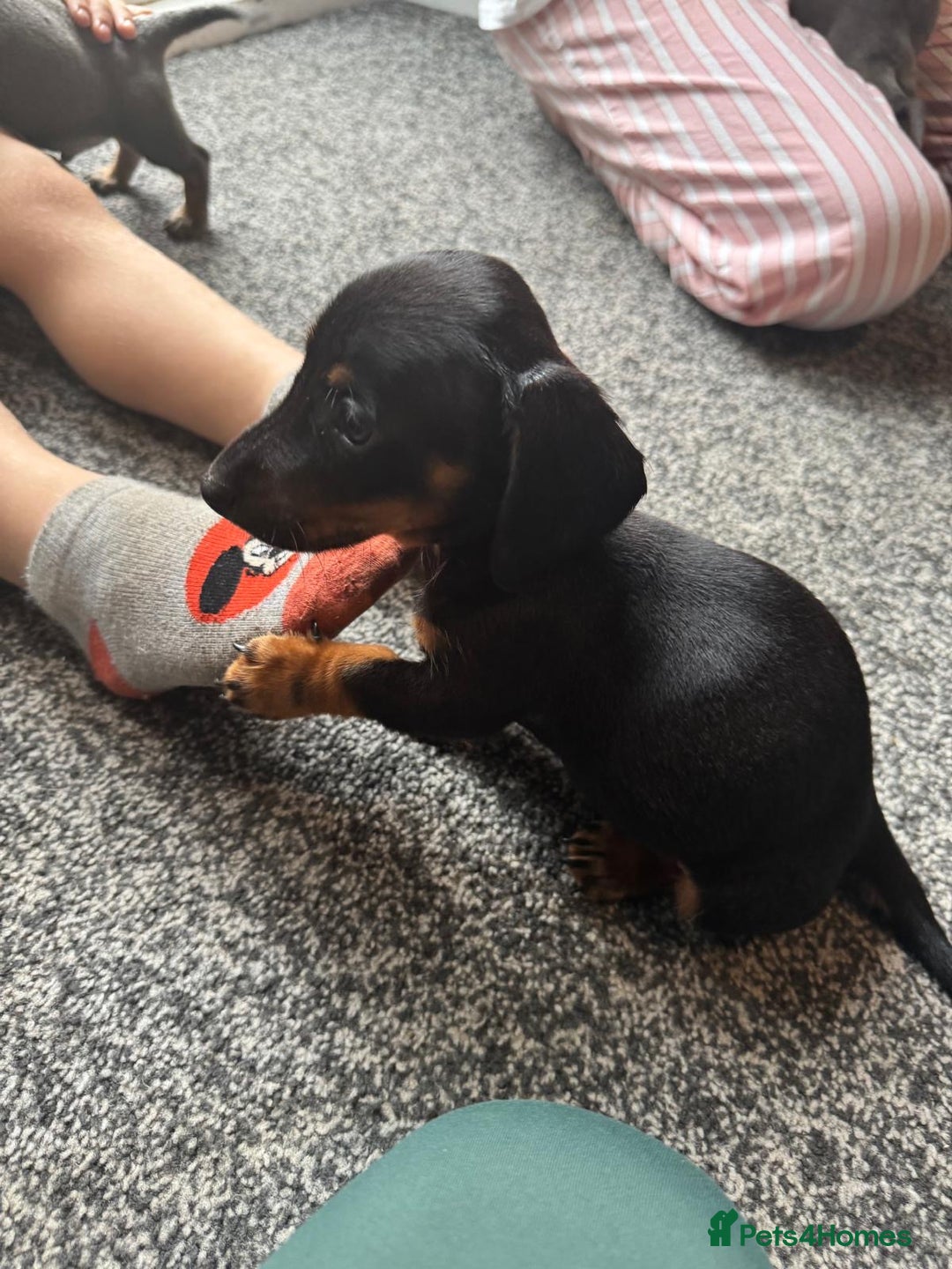 Dachshund dogs for sale: Miniature dachshunds ready now 💗 - Image 22