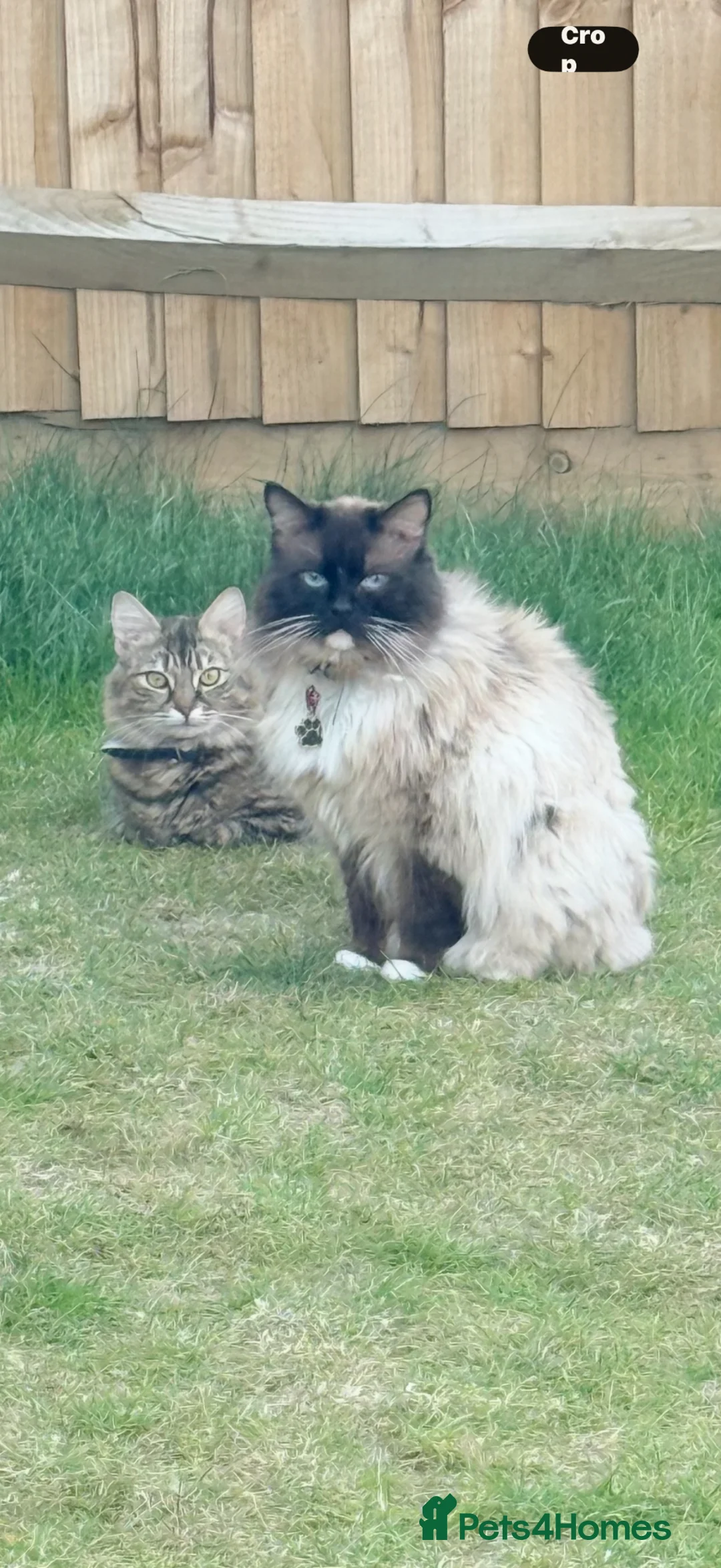Mixed Breed cats for sale: Mixed ragdoll kittens  - Advert 1
