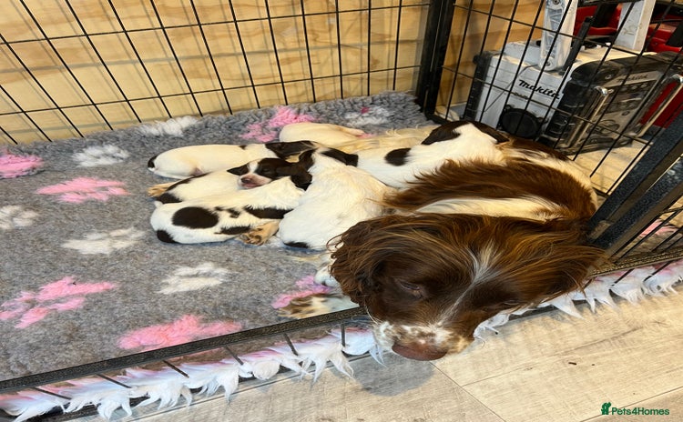 English Springer Spaniel dogs - Advert 4