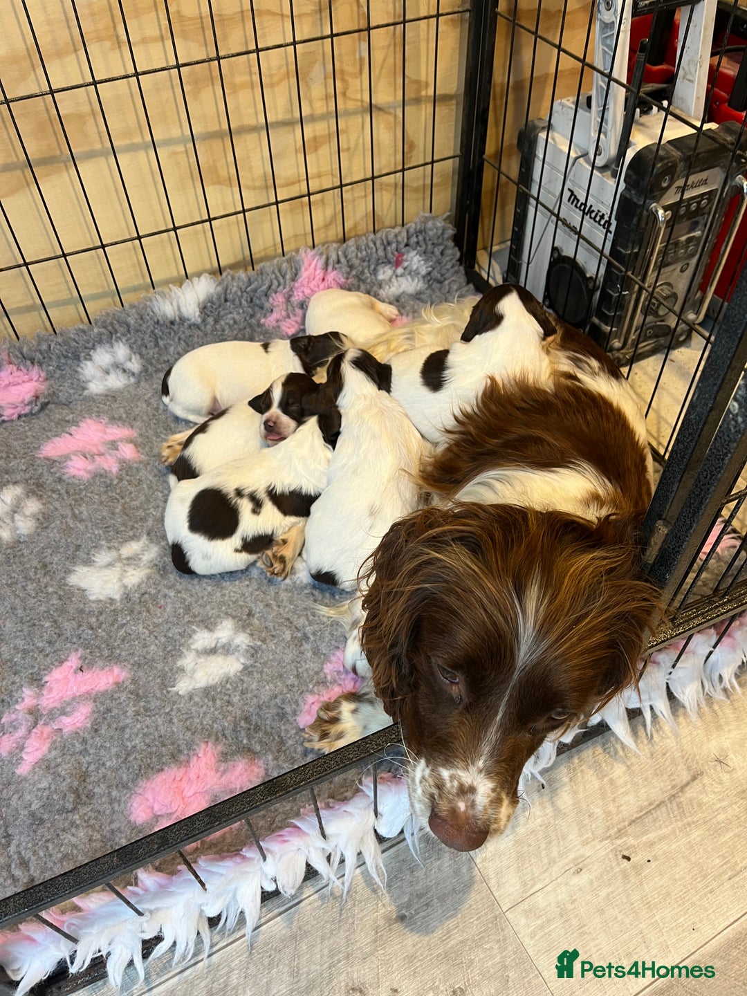 English Springer Spaniel dogs for sale: kc registered springer spaniel pups  - Image 2
