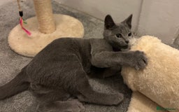 Russian Blue cats for sale: Russian Blue Kittens - Image 7