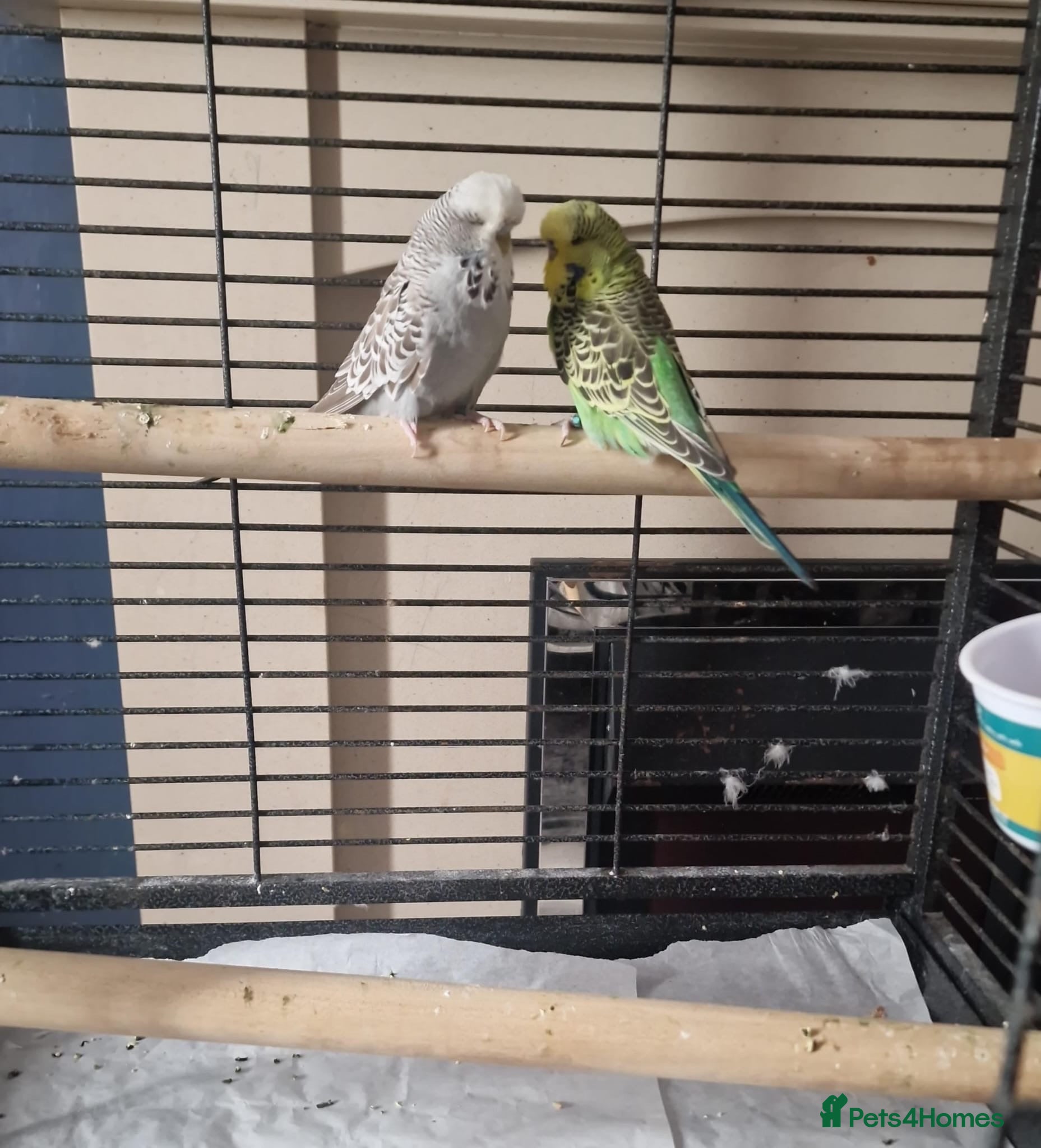 Budgerigars birds Pair of budgies.  (With solid cage) - Advert 3