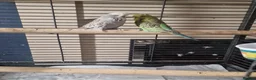 Budgerigars birds for sale: Pair of budgies.  (With solid cage) in South Shields - Advert 1