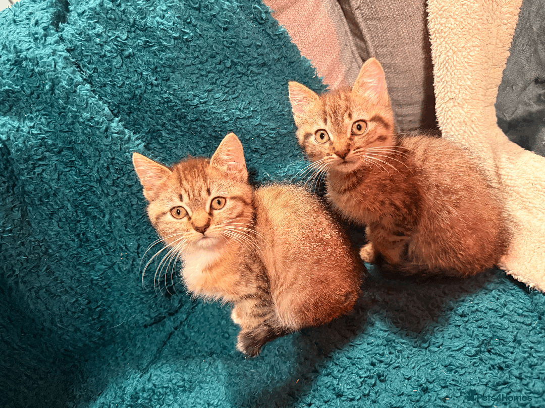 Mixed Breed cats for sale: 2 left - 4wks free insurance -himalayan x bengal - Image 9