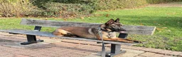Belgian Shepherd Dog dogs for sale: Lexi  in Milton Keynes - Advert 5