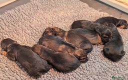 German Shepherd dogs for sale: KC Pups From Health Tested Champion Bloodlines  - Image 9