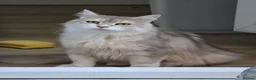 Siberian cats for sale: Beautiful Siberian Girl Looking for a Loving Home - Advert 1