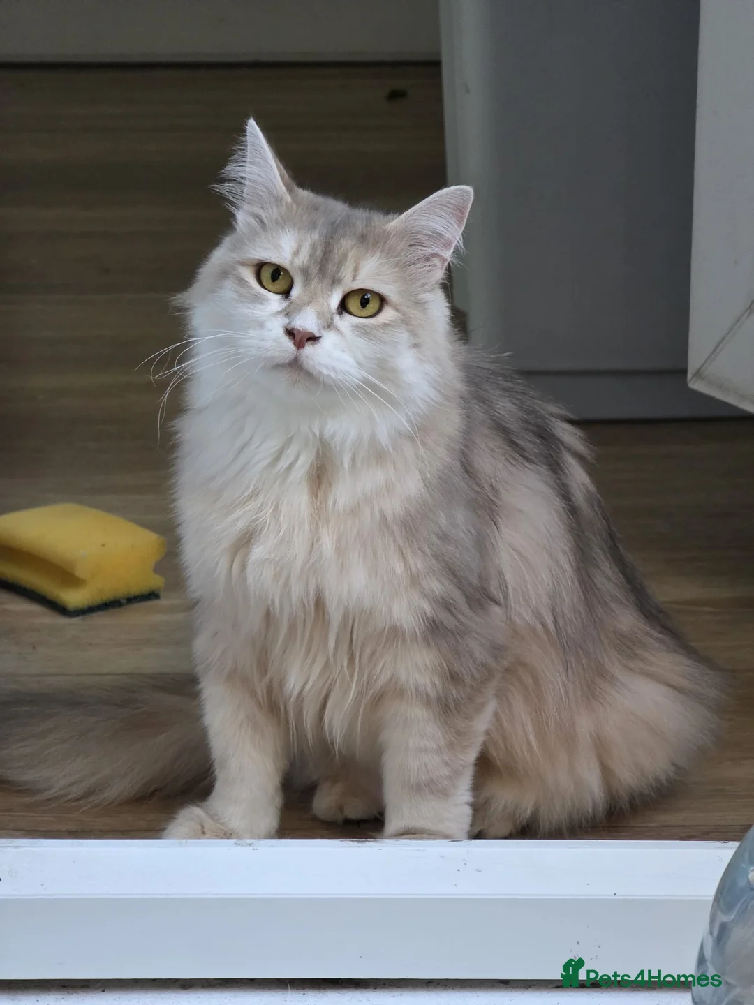 Siberian cats for sale: Beautiful Siberian Girl Looking for a Loving Home - Advert 1