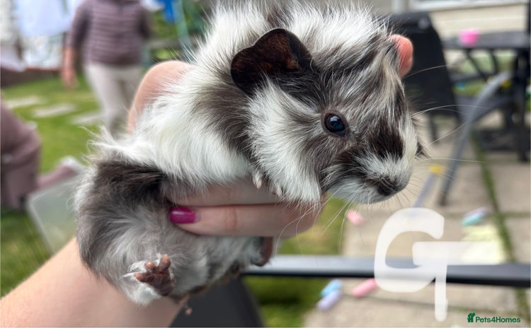 Guinea Pig rodents - Advert 5