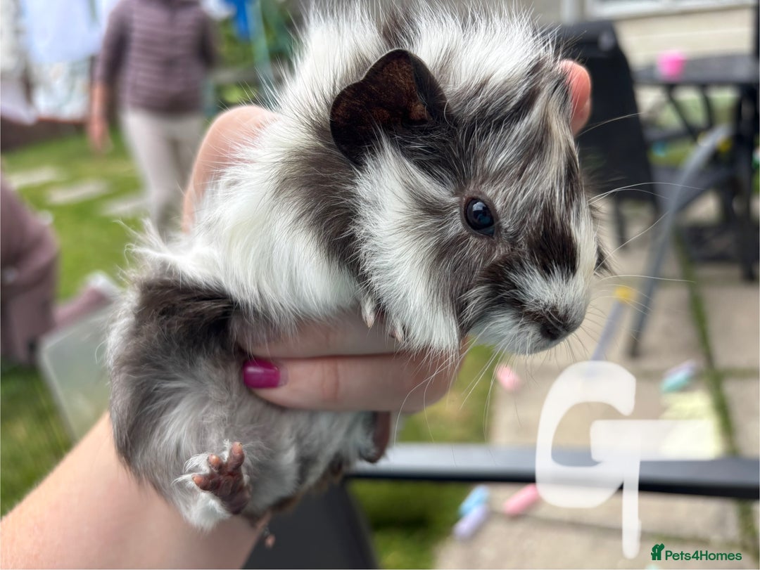 Guinea Pig rodents for sale: Guinea pigs 2 girls 1 boy - Image 1