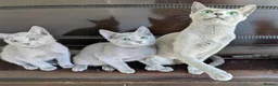 Russian Blue cats for sale: Affectionate Pedigree Kittens Ready Now - Advert 9