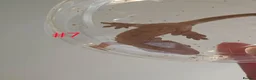 Gecko reptiles for sale: Crested Geckos  - Advert 10