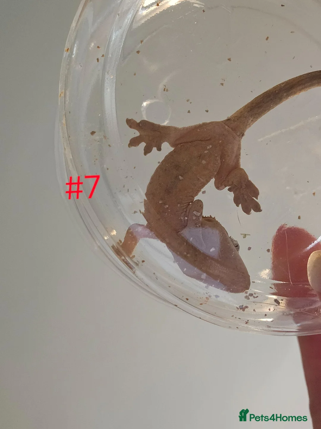 Gecko reptiles for sale: Crested Geckos  - Advert 10