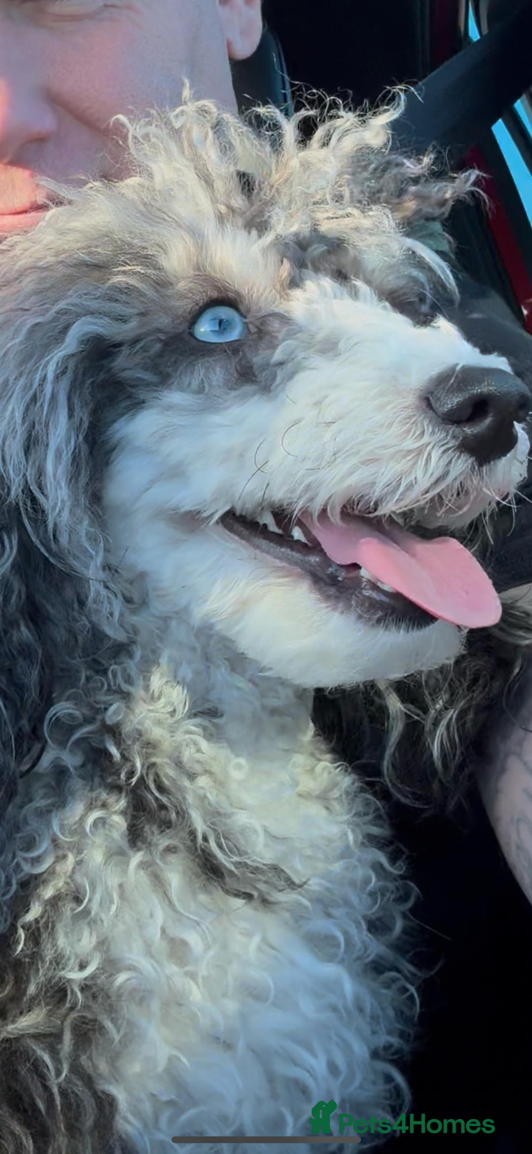 Cockapoo dogs for sale: Beautiful litter of parti and solid Cockapoos - Image 13