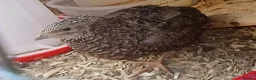 Quail poultry for sale: Gorgeous 8 week old corturnix quail  - Advert 16