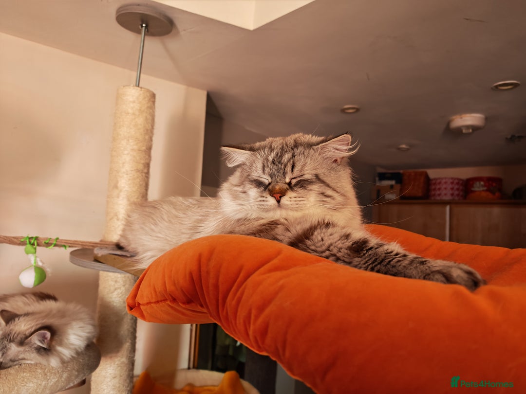 Siberian cats for sale: GCCF +TICA parents - Image 29