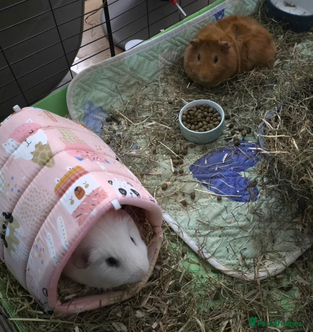 Guinea Pig rodents for sale: 2 male guinea pigs seeking forever home - Advert 5
