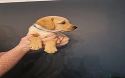 Labrador Retriever dogs for sale:  KC REG LABRADOR PICK OF LITTER AVAILABLE  in Preston - Image 5