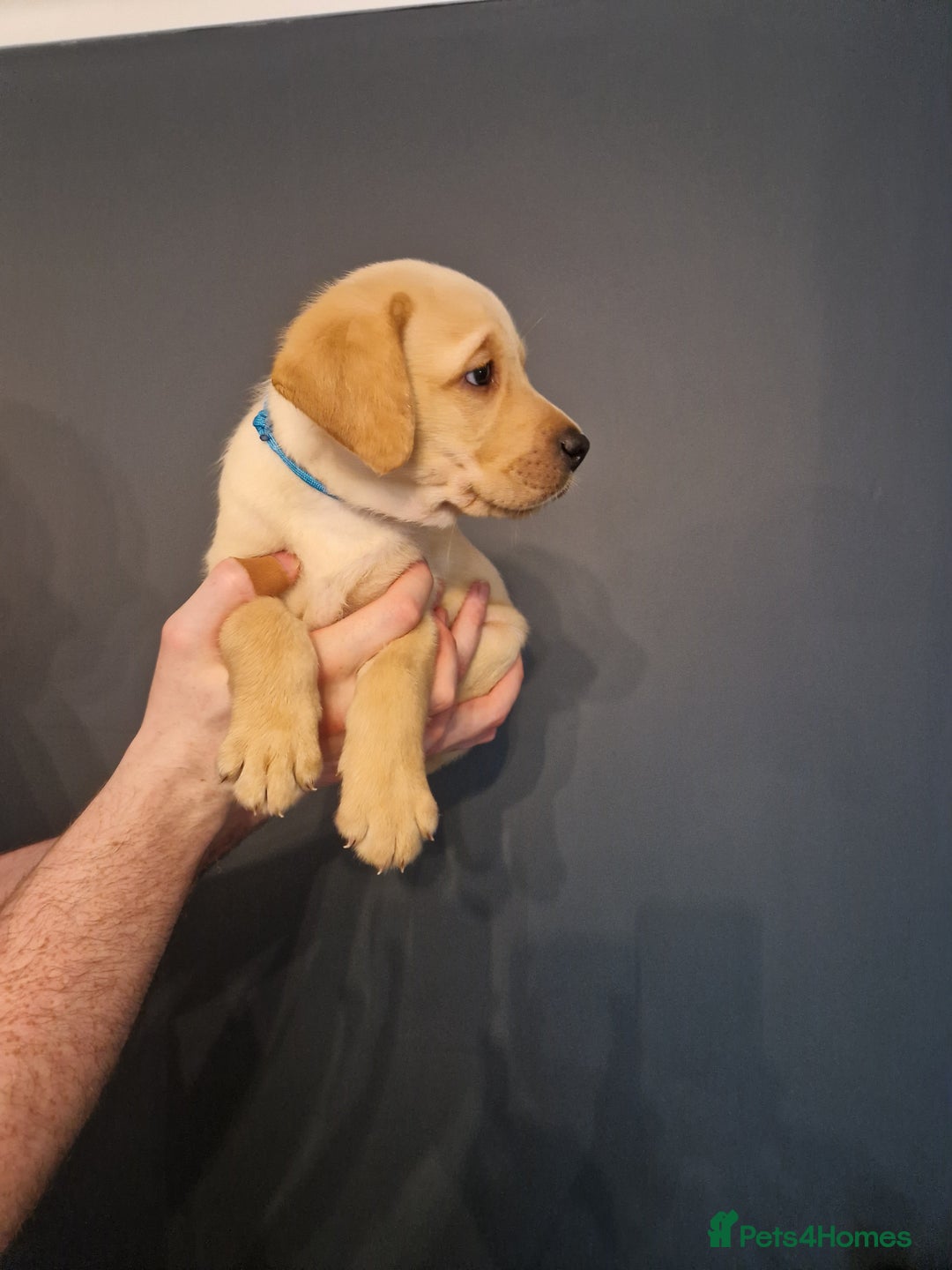 Labrador Retriever dogs for sale:  KC REG LABRADOR PICK OF LITTER AVAILABLE  in Preston - Image 5
