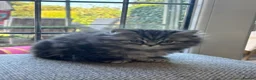 British Shorthair cats for sale:  Black silver tabby British shorthair kittens  - Advert 9