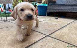 Labrador Retriever dogs for sale: 1 black boy left! ready to leave! Perfect labs! - Image 36