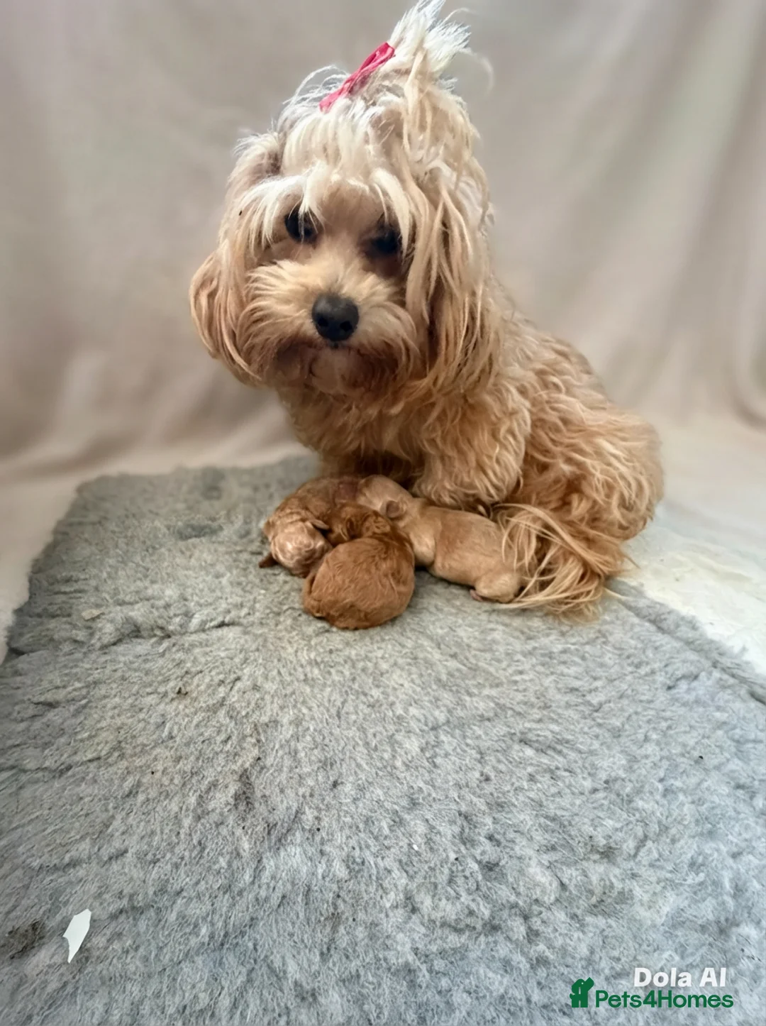 Maltipoo dogs for sale: Health tested Maltipoos - Advert 24