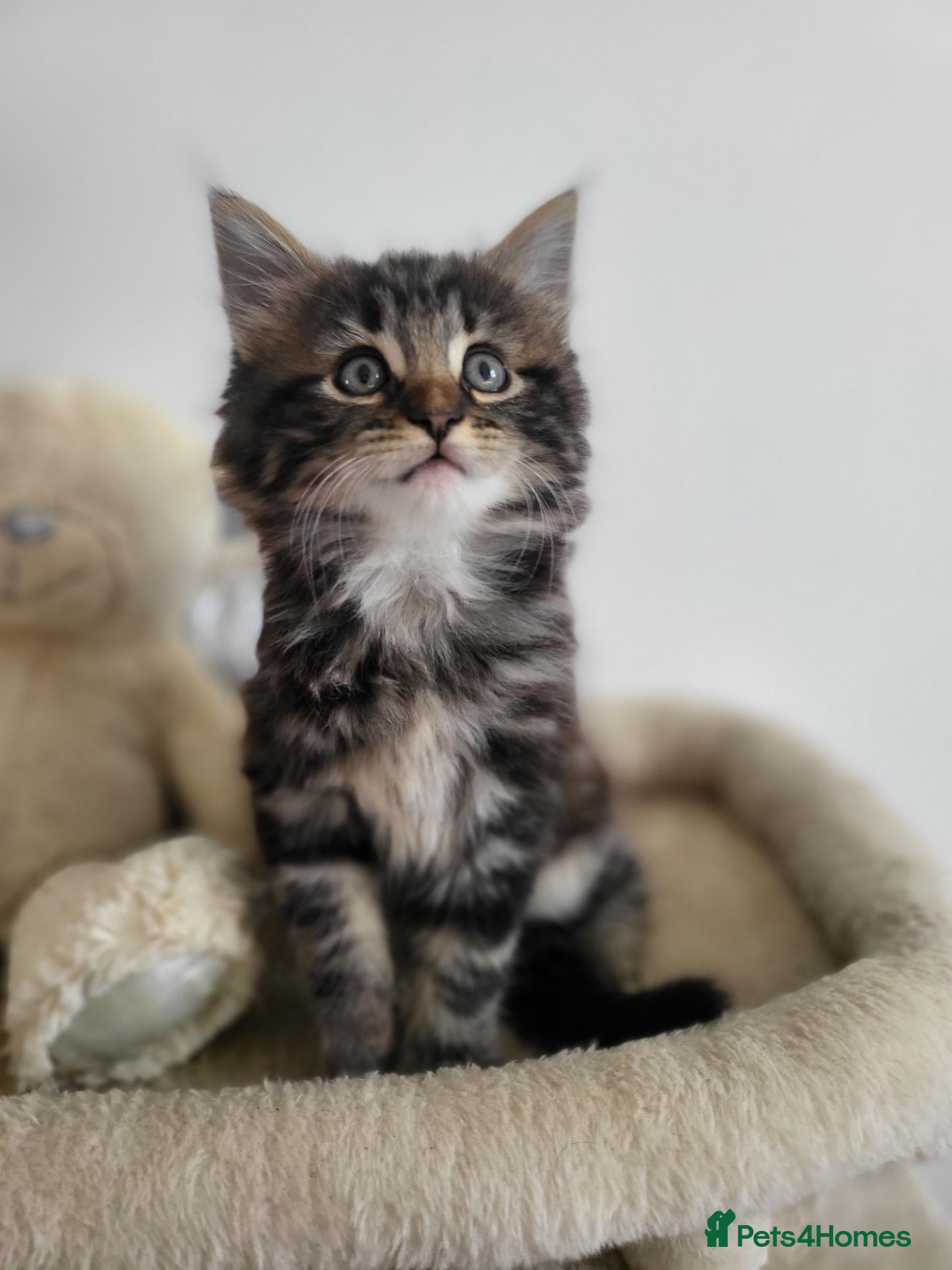 Siberian cats Adorable Kittens Looking for Loving Homes! 🐾 - Advert 4