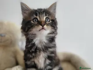 Siberian cats Adorable Kittens Looking for Loving Homes! 🐾 - Advert 4