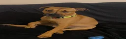 Staffordshire Bull Terrier dogs for sale: 7 month old staffy in Bradford-on-Avon - Advert 1